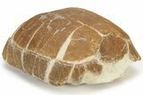 Colorful Fossil Tortoise (Stylemys) - South Dakota #235561-3